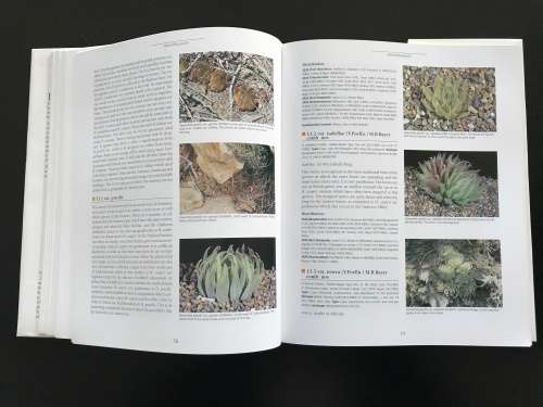 Haworthia Revisited: A Revision of the Genus - Bruce Bayer