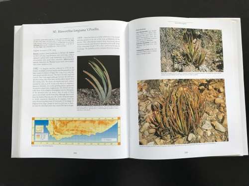 Haworthia Revisited: A Revision of the Genus - Bruce Bayer