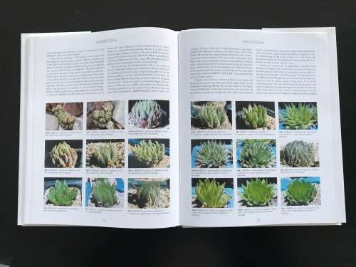 Haworthia Update: Essays on Haworthia Volume 1 - Bruce Bayer