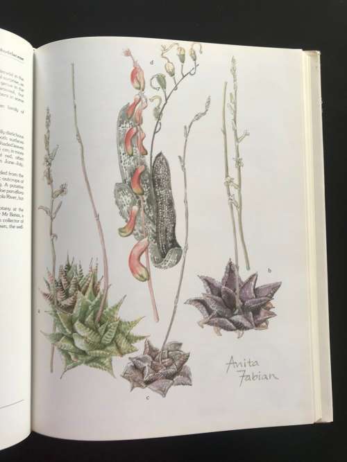 Succulents of the Transvaal. David Hardy. Anita Fabian.