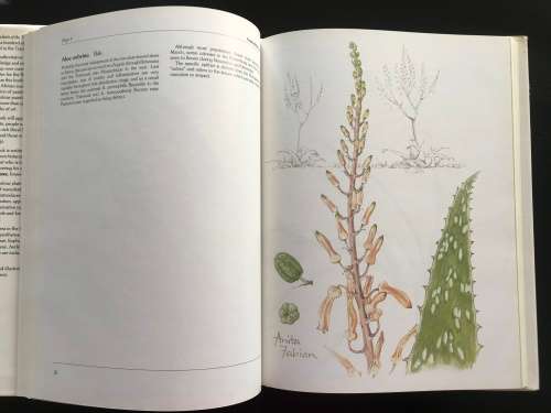 Succulents of the Transvaal. David Hardy. Anita Fabian.
