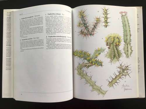 Succulents of the Transvaal. David Hardy. Anita Fabian.