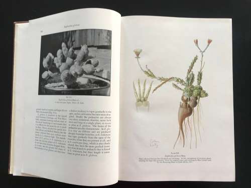 The Succulent Euphorbieae (Southern Africa) 1941 classic work - Volume II - White, Dyer and Sloane.