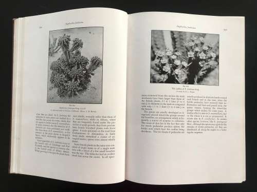 The Succulent Euphorbieae (Southern Africa) 1941 classic work - Volume II - White, Dyer and Sloane.