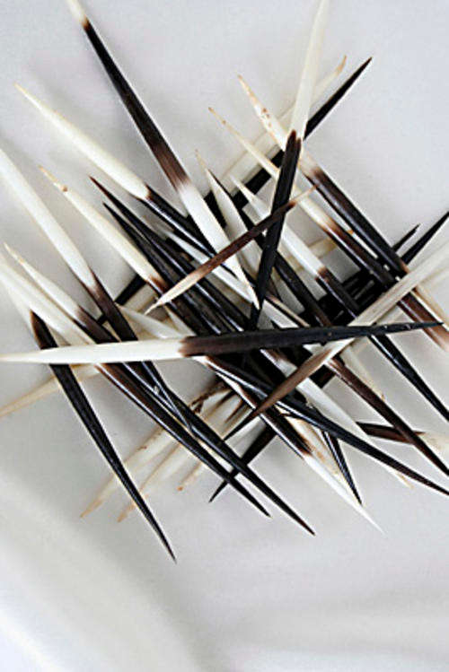 Porcupine Quills