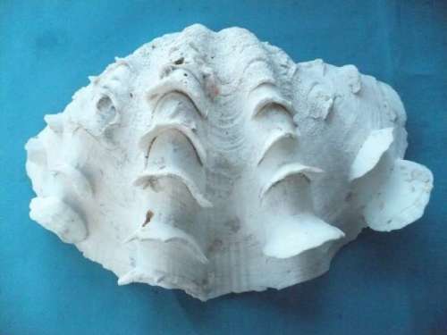 SEA SHELL     LARGE