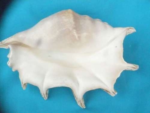SEA SHELL     LARGE