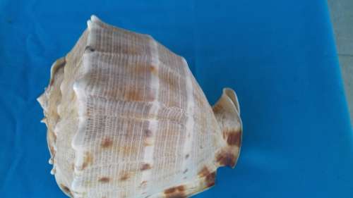 SEA SHELL     LARGE
