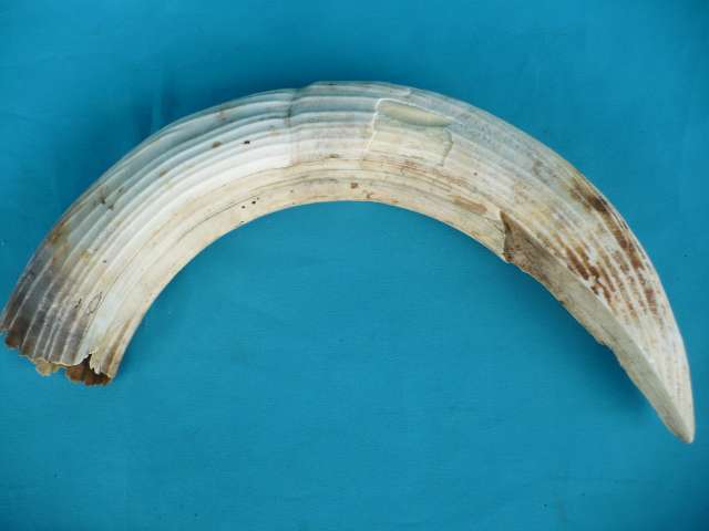 HIPPO IVORY (TUSK)