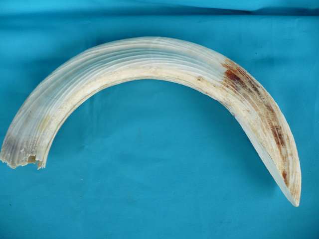LARGE HIPPO IVORY (TUSK)