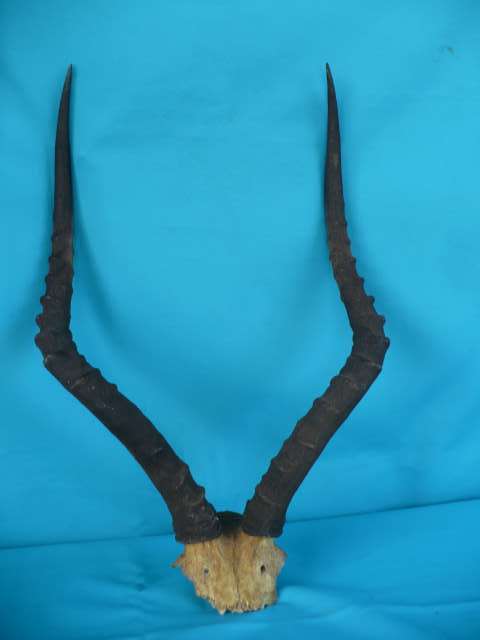 IMPALA HORNS