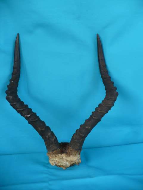 IMPALA HORNS