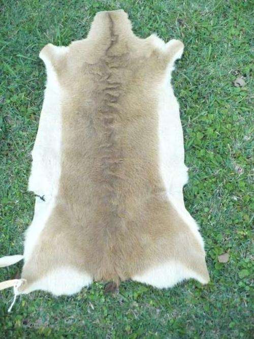 ANTELOPE HIDE APPROX 900 MM X 460 MM