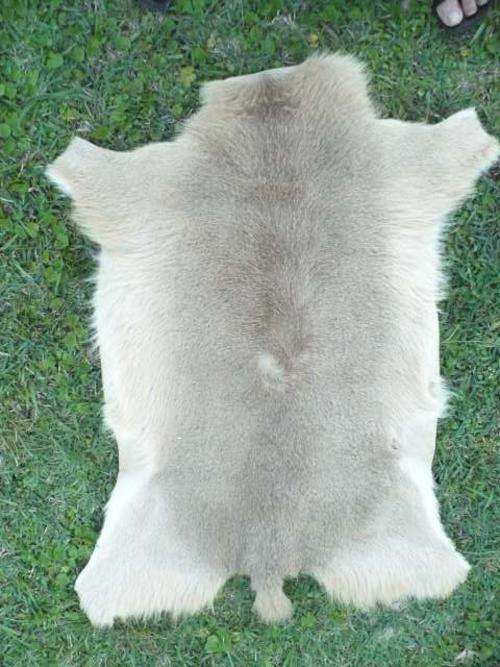 ANTELOPE HIDE APPROX 770 MM X 500 MM