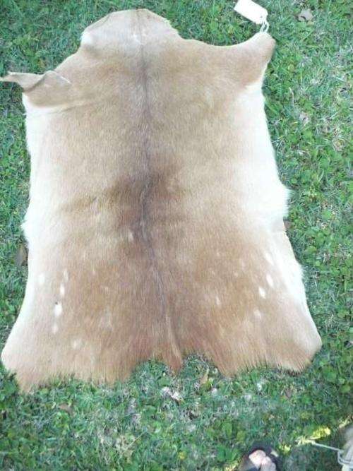 ANTELOPE HIDE APPROX 830 MM X 570 MM