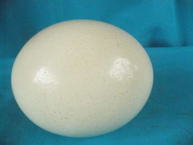 OSTRICH EGG UNADORNED