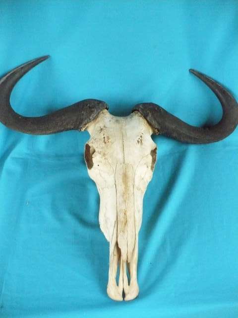 YOUNG BUFFALO   SKULL  WITH  HORNS