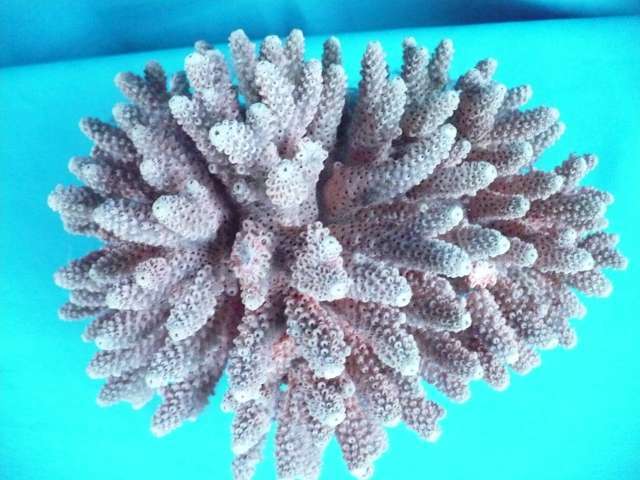 PINK SEA CORAL