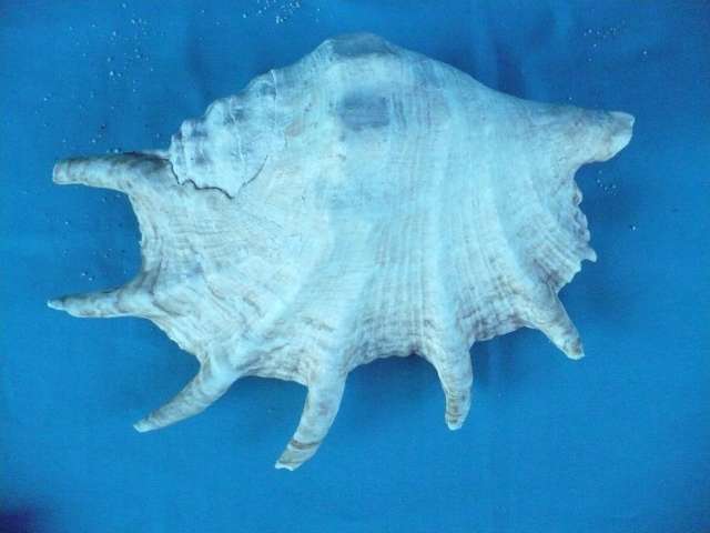 BEAUTIFUL LARGE SEA SHELL LAMBIS CHIRAGRA