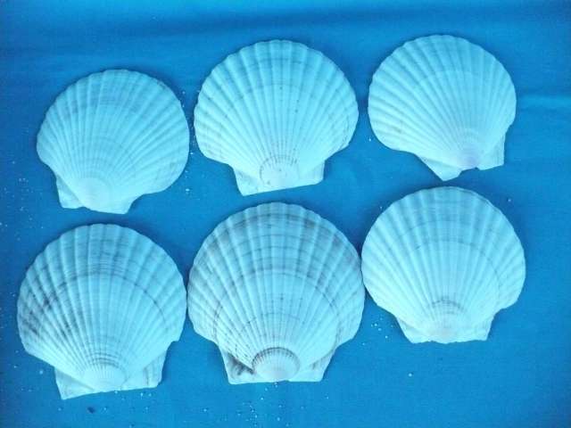 6 PIECE CLAM SEA SHELL STARTER SET