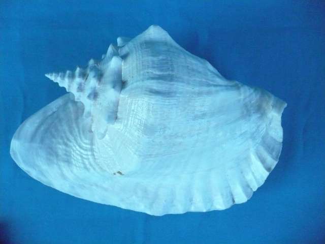 BEAUTIFUL LARGE SEA SHELL