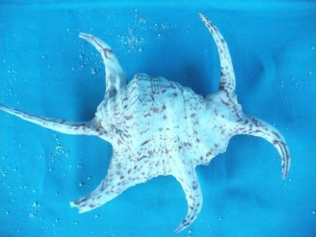 SEA SHELL   'LAMBIS CHIRAGRA'  LARGE
