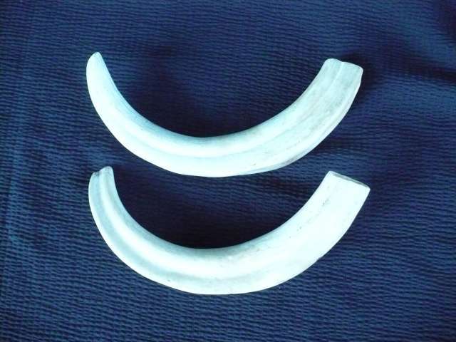 PAIR 30 CM OUTER CURVE   WARTHOG TUSKS