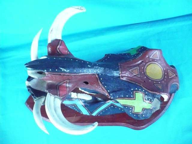 WARTHOG SKULL   DECORATED