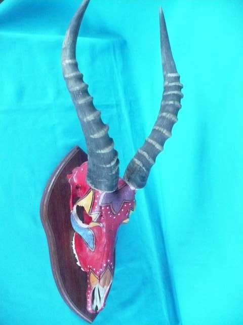 BONTEBOK SKULL WITH HORNS      DECORATED