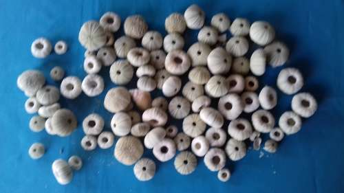 SEA URCHIN SHELLS