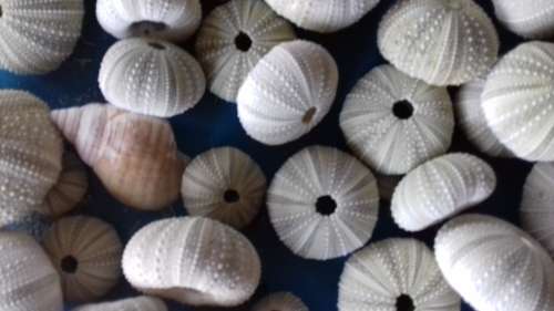 SEA URCHIN SHELLS