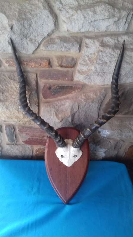 MOUNTED IMPALA HORNS