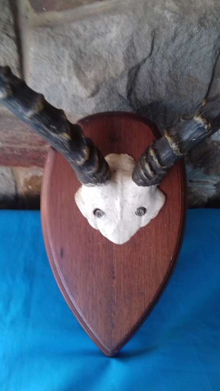 MOUNTED IMPALA HORNS