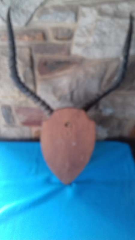 MOUNTED IMPALA HORNS