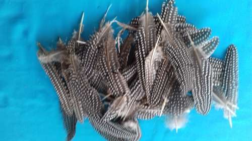 NATURAL GUINEA FOWL FEATHERS