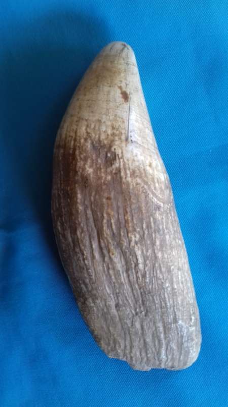 SPERM WHALE TOOTH