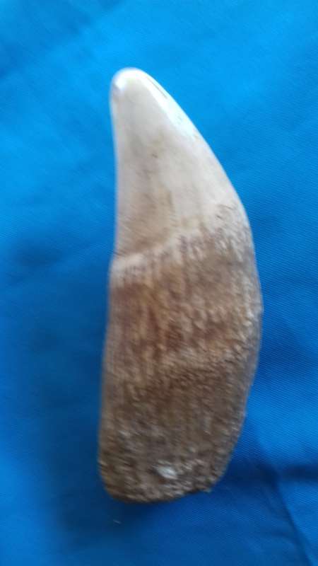 SPERM WHALE TOOTH