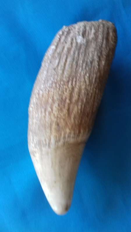 SPERM WHALE TOOTH