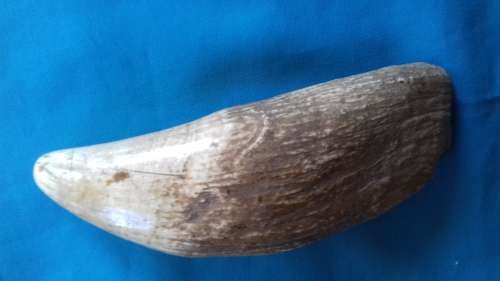 SPERM WHALE TOOTH
