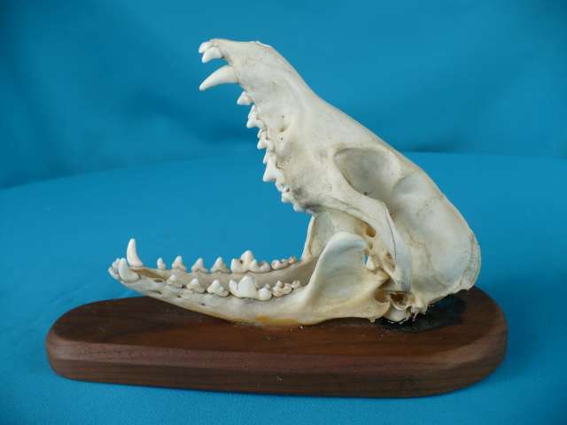 AFRICAN WILD DOG SKULL   MOUNTED