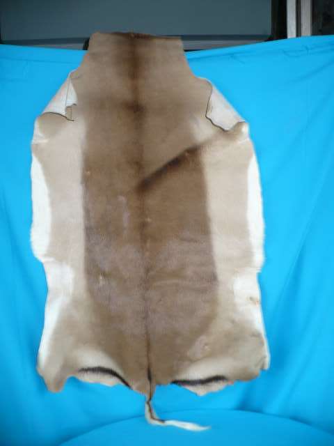 TANNED IMPALA HIDE