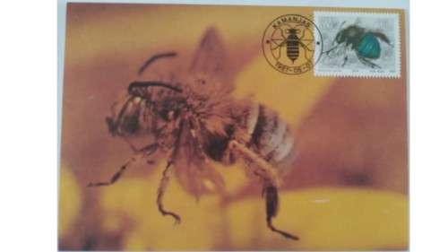1987 - SWA Useful Insects -  Maximum Cards