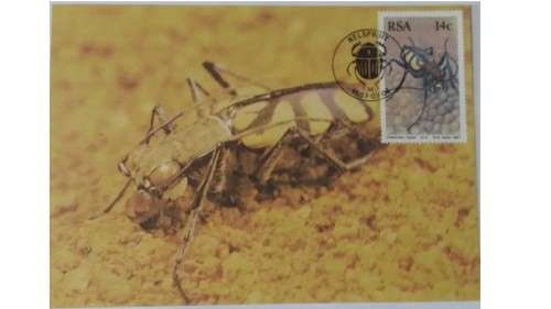 1987 - RSA Beetles -  Maximum Cards