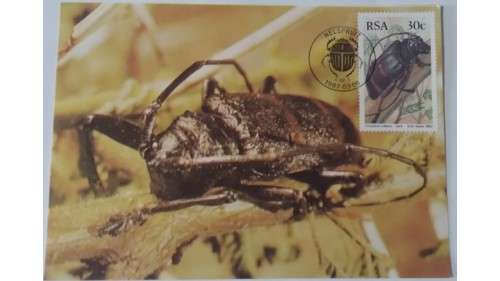 1987 - RSA Beetles -  Maximum Cards