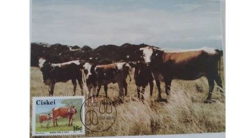 1987 - Ciskei Nkone Cattle -  Maximum Cards