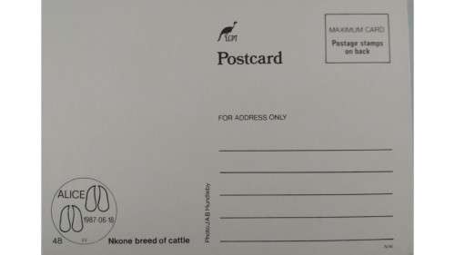 1987 - Ciskei Nkone Cattle -  Maximum Cards