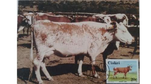 1987 - Ciskei Nkone Cattle -  Maximum Cards