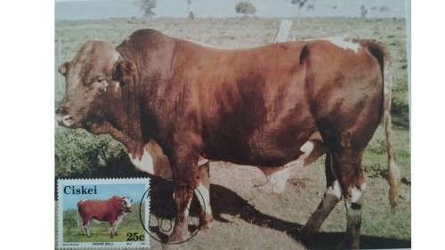 1987 - Ciskei Nkone Cattle -  Maximum Cards
