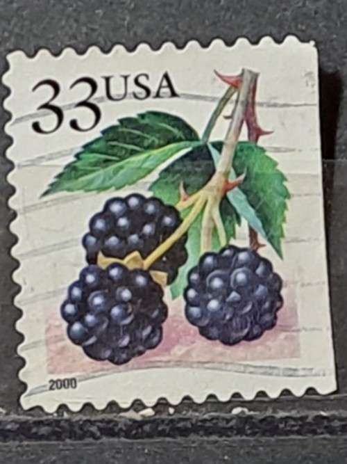 2000 - USA - 33 - Rubus Caesius