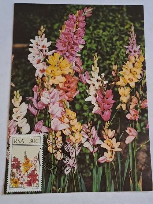 1985 -  South Africa -  SA Floral Emigrants -  Maximum Card